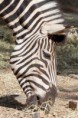 /album/zebra/common-zebra-closeup-jpg/