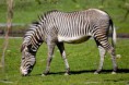 /album/zebra/grevys-zebra-2-jpg/